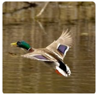 Mallard Duck